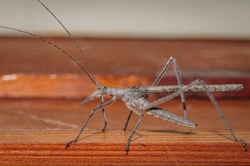 Twig-like Katydid on a fly screen