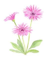 ガーベラの水彩イラスト
