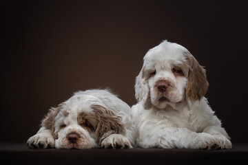 two puppies on brown background. dog clumber spaniel indoors