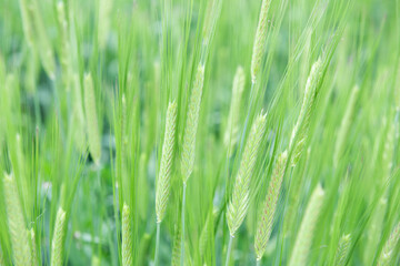 Juicy fresh ears of young green wheat on nature in spring summer field close-up of macro