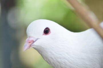 face of white pigeon