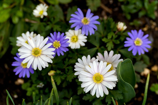 A group of Greek Anemones (Blanda Schott and Kotschy) flowering in springtime