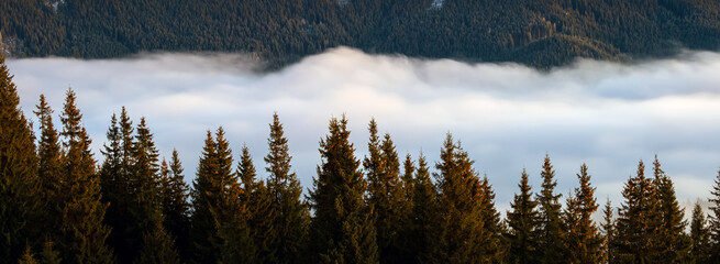 Distant dark mountain hills covered with dense pine forest surrounded with white foggy clouds at sunrise.