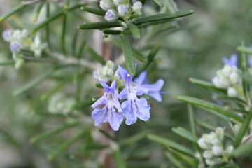Rosemary flower