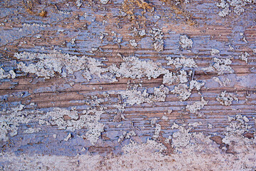 an old wooden board with applied and cracked lilac paint, on top of the remnants of gray paint