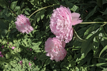 Hybrid Peony (Paeonia hybrida) in park