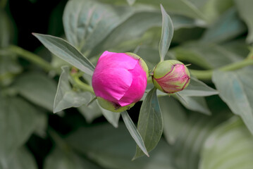 Hybrid Peony (Paeonia hybrida) in park