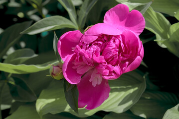 Hybrid Peony (Paeonia hybrida) in park