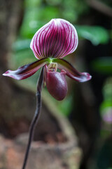 Orchid Paphiopedilum maudiae 'Black Jack'