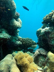 fish in the coral reef