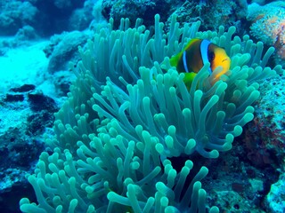 coral reef in the sea