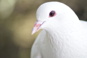 white pigeon dove. beautiful bird. symbol of peace