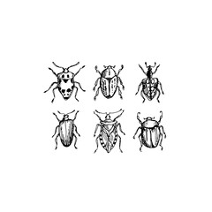 Vector set of beetles sketches, collection of popular insects and bugs, as entomology botanical illustration isolated on white	