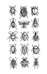 Vector set of beetles sketches, collection of popular insects and bugs, as entomology botanical illustration isolated on white	