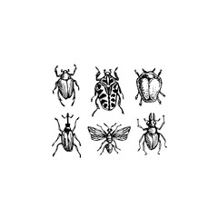 Vector set of beetles sketches, collection of popular insects and bugs, as entomology botanical illustration isolated on white	