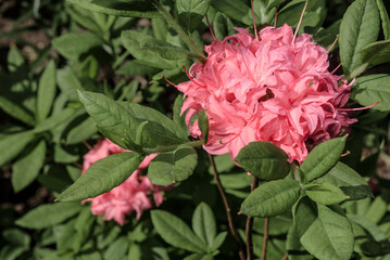 Rhododendron 'Homebush' (Rhododendron x kosterianum) in garden