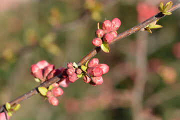 Japanese Flowering Quince