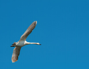 White swan is flying in blue sky. Migratory bird returns to their breeding sites. Clear blue sky with copy space