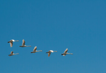 Three couples of white swans are flying in blue sky. Migratory birds return to their breeding sites
