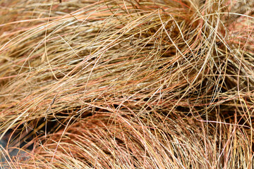 Bronze New Zealand hair sedge