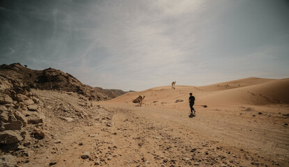 Fototapeta na wymiar Camels and hiking in the Dubai UAE Desert