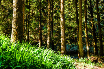 Beautiful green forest in the Alishan Forest Recreation Area in Chiayi, Taiwan.