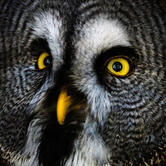 Great Gray Owl Close Up