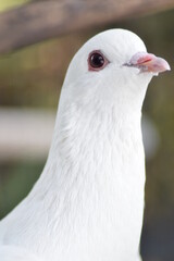 beautiful white pigeon dove face
