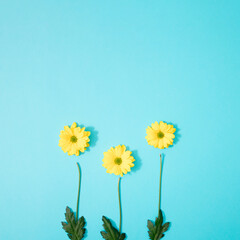 Yellow chrysanthemum daisy with green branches and leaves on a blue background. Flat lay. Copy space.