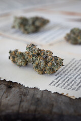 Cannabis indoor grown resinous and trichome covered bud. Strain name Blunicorn. Orange pistils and green bud. Old book pages background.