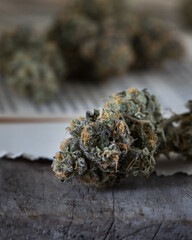 Cannabis indoor grown resinous and trichome covered bud. Strain name Blunicorn. Orange pistils and green bud. Old book pages background.