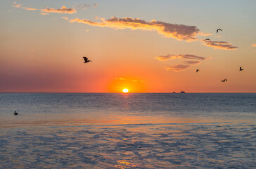 Wild beautiful birds - pelicans fishing in the ocean in sunset with big waves beach Playa Flamingo in Guanacaste, Costa Rica. Central America.