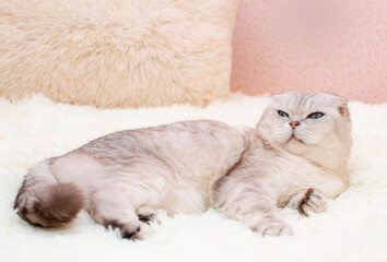 A white cat with bright blue eyes lies on a white soft blanket, a blanket.