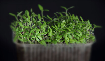 Tomato seedlings prepared for diving and for subsequent planting in the ground. Seedlings in a plastic container. Selective focus.