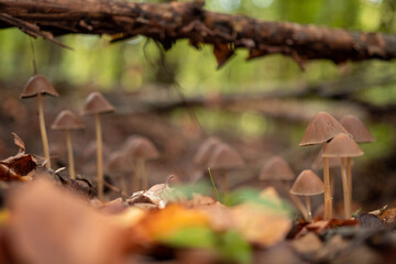 Brown wild mushrooms in the forest in autumn season