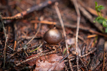 Wild little mushrooms in the autumn forest after rain