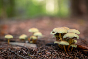Wild little mushrooms in the autumn forest after rain