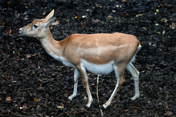 Persian goitered gazelle female. Latin name - Gazella subgutturosa