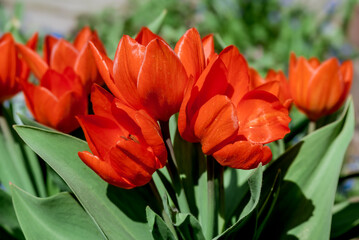 Unicum Tulip (Tulipa praestans) in garden