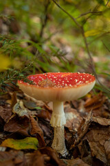 Amanita muscaria mushroom in the natural light in forest during autumn
