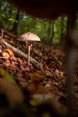 Macrolepiota procera mushroom in the forest in sunlight during autumn season