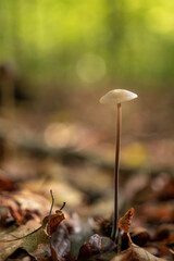 Little wild brown mushroom in deciduous forest during autumn season
