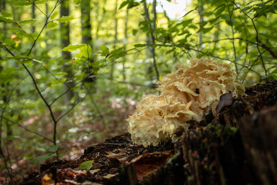 Sparassis crispa mushroom in the autumn forest 