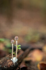 Tall wild mushrooms in autumn forest afer rain