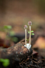 Tall wild mushrooms in autumn forest afer rain