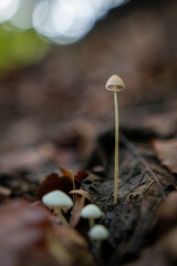 Tall wild mushrooms in autumn forest afer rain
