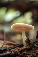 Wild little mushrooms in the autumn forest after rain