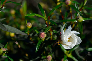 Cistus or rockrose flower known as rockrose, steppe or jaguarzo