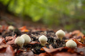 Common puffball mushrooms in the forest in autumn season