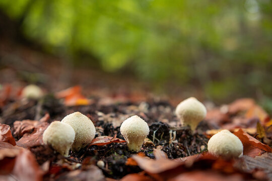 Common puffball mushrooms in the forest in autumn season